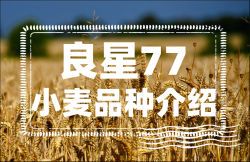 良星77小麥品種介紹