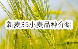 新麥35小麥品種介紹