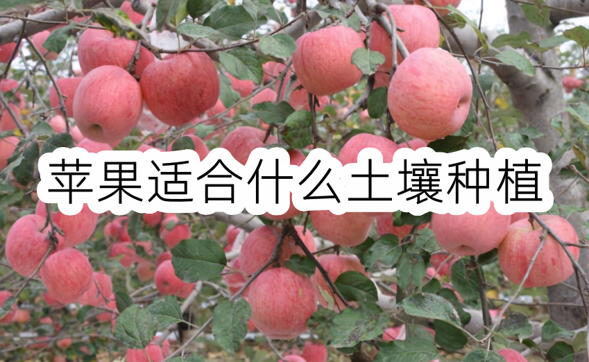 蘋果適合什麼土壤種植
