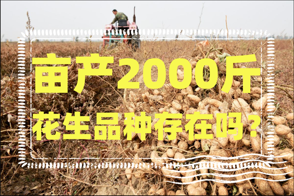 畝產2000斤花生品種存在嗎?如何增產花生呢?
