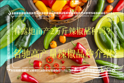 <strong>有露地畝產2萬斤辣椒品種嗎？名馳高產量辣椒品種介紹</strong>