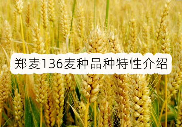 鄭麥136小麥產量高嗎?鄭麥136麥種品種特性介紹