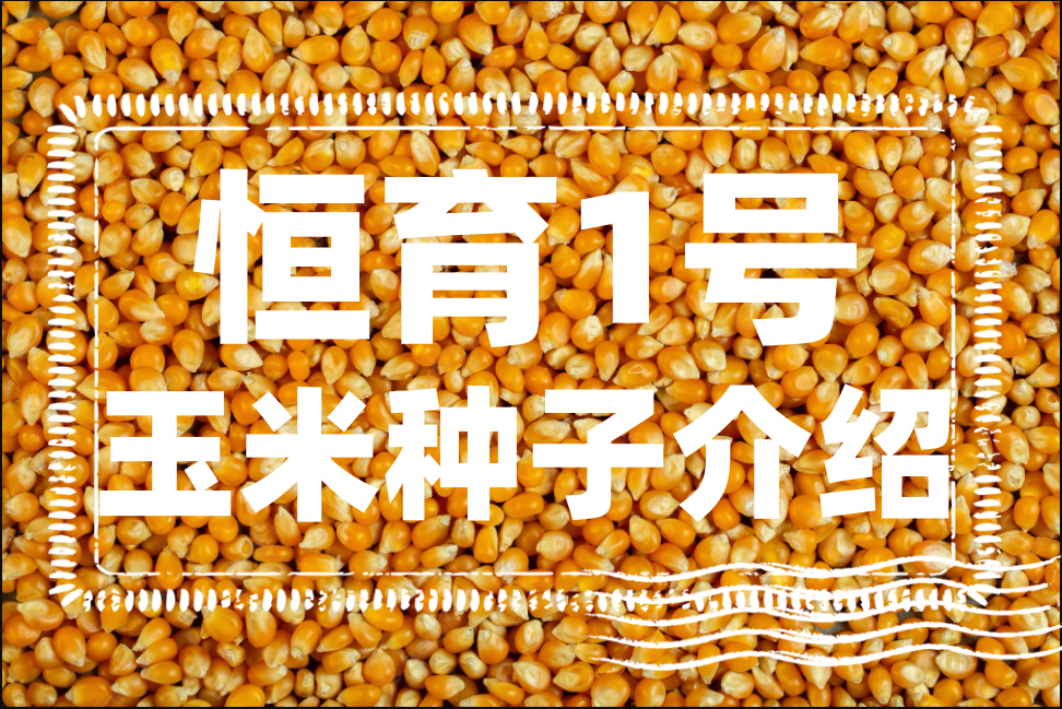 恒育1號玉米特點是什麼?恒育1號玉米種子介紹