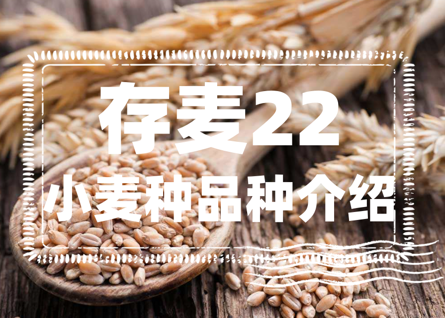 存麥22小麥產量有多少?存麥22小麥種品種介紹