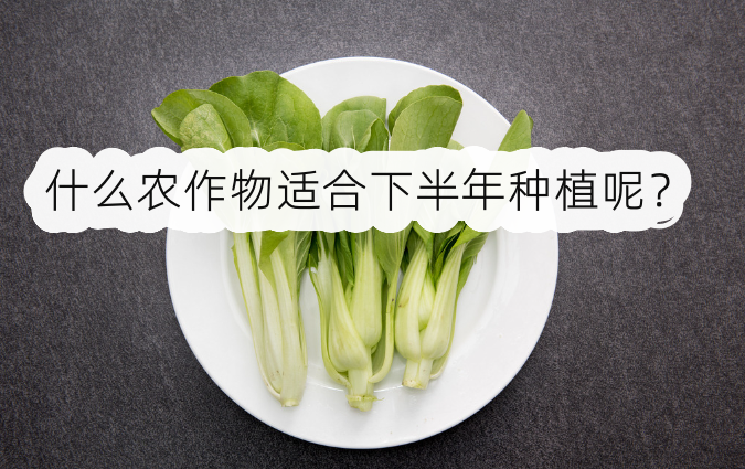 什麼農作物適合下半年種植呢?