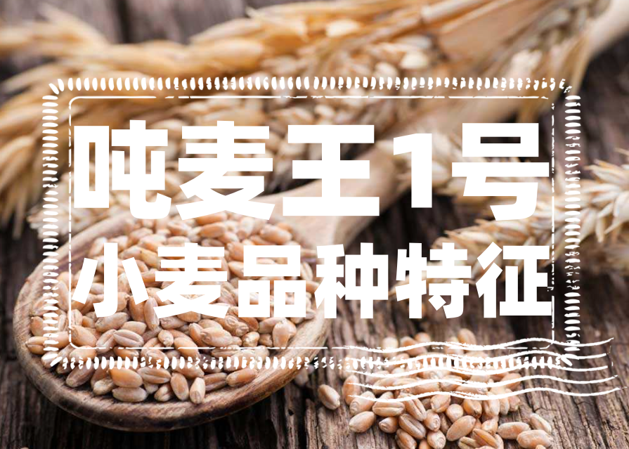 怎樣分辨噸麥王1號小麥?噸麥王1號小麥品種特征