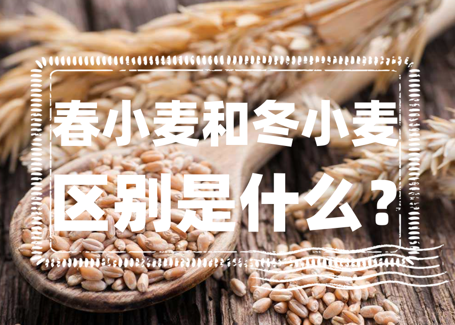 春小麥和冬小麥的區別是什麼?