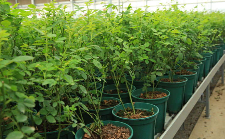 花木扡插繁殖不生根怎麼辦?