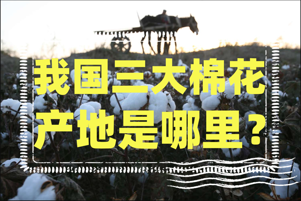 我國三大棉花產地是哪裏?棉花農業知識科普