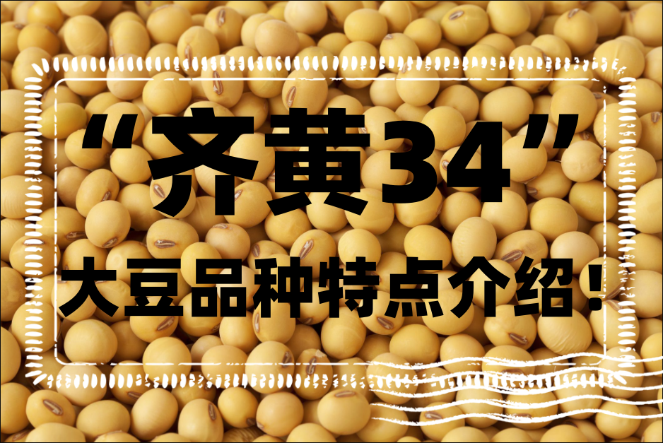 齊黃34品質怎麼樣?大豆品種“齊黃34”特點介紹!