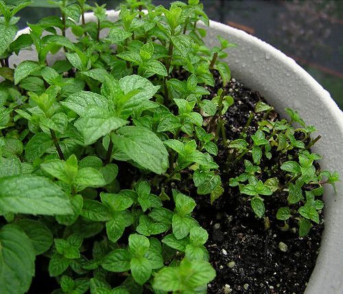 薄荷種子多久才能發芽?怎麼催芽發芽快?