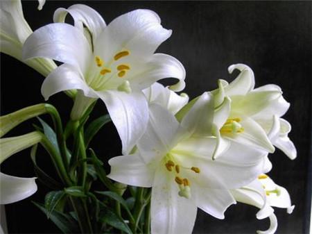 百合花水培用什麼營養液好?