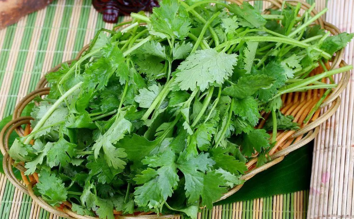 想讓香菜瘋長不停?試試這樣做!