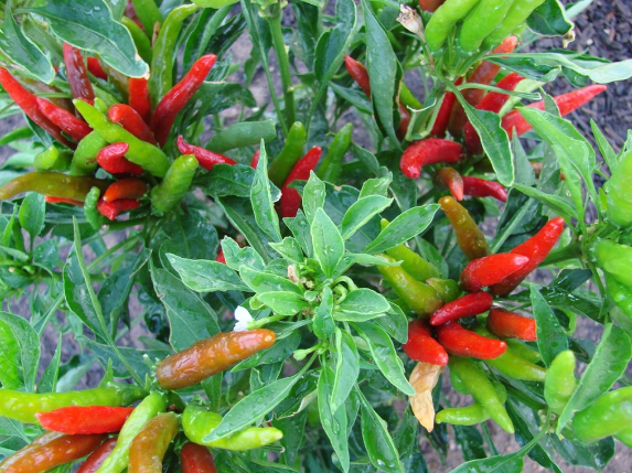 8月份可以種植朝天椒嗎?