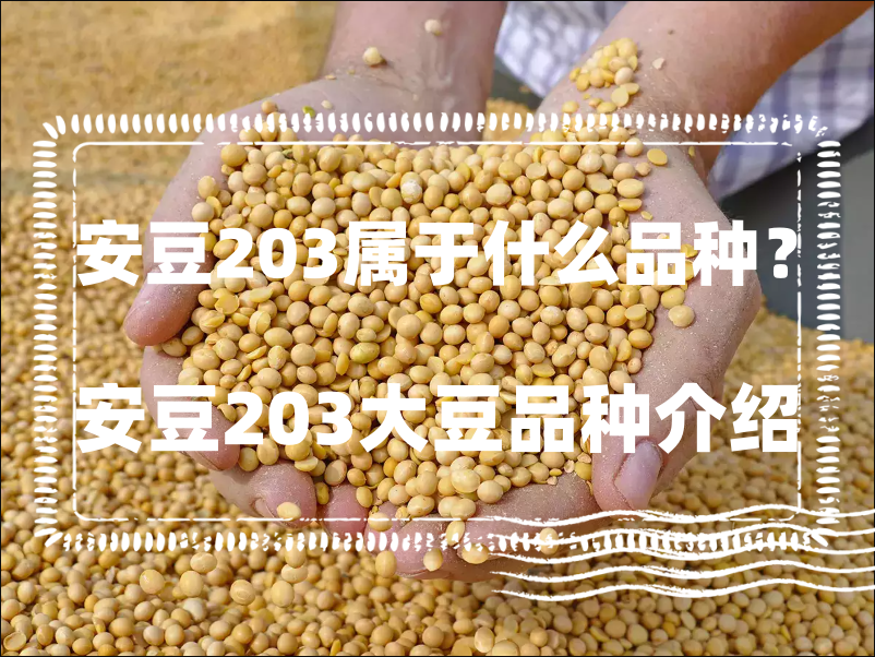 安豆203屬於什麼品種?安豆203大豆品種介紹