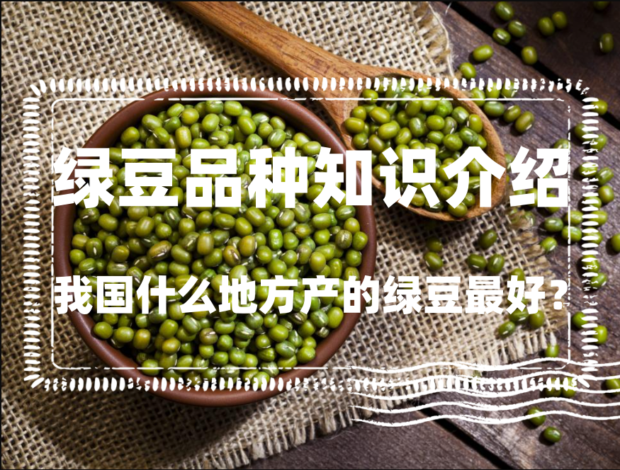 我國什麼地方產的綠豆最好?綠豆品種知識介紹