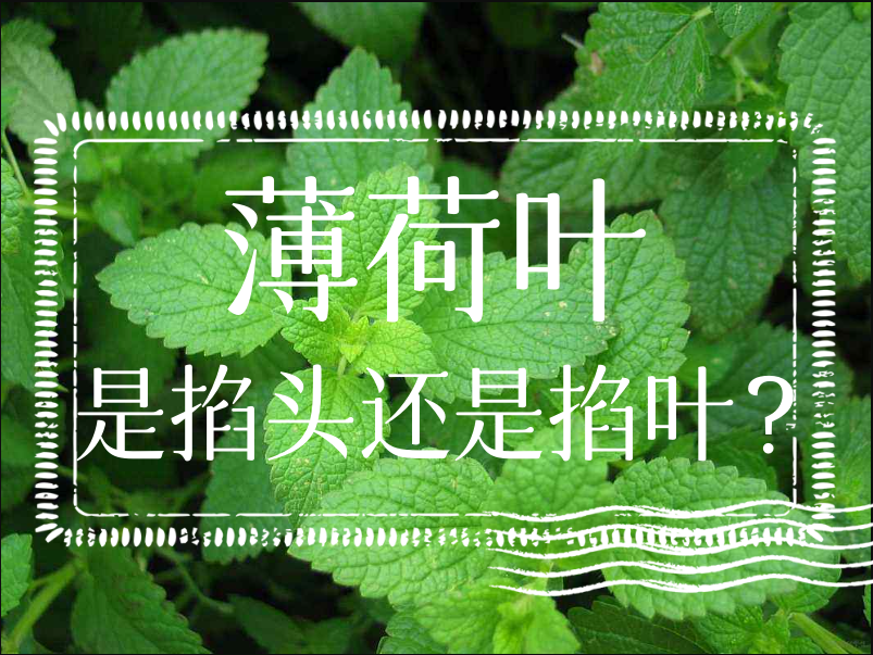 薄荷葉是掐頭還是掐葉?