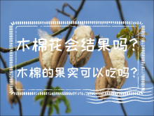 <strong>木棉花會結果嗎？木棉的果實可以吃嗎？</strong>