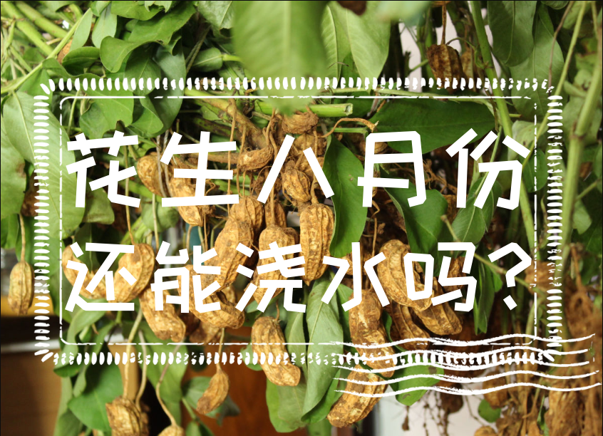 花生八月份還能澆水嗎?如何管理花生