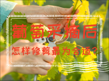 <strong>葡萄采摘後怎樣修剪最為合適？</strong>