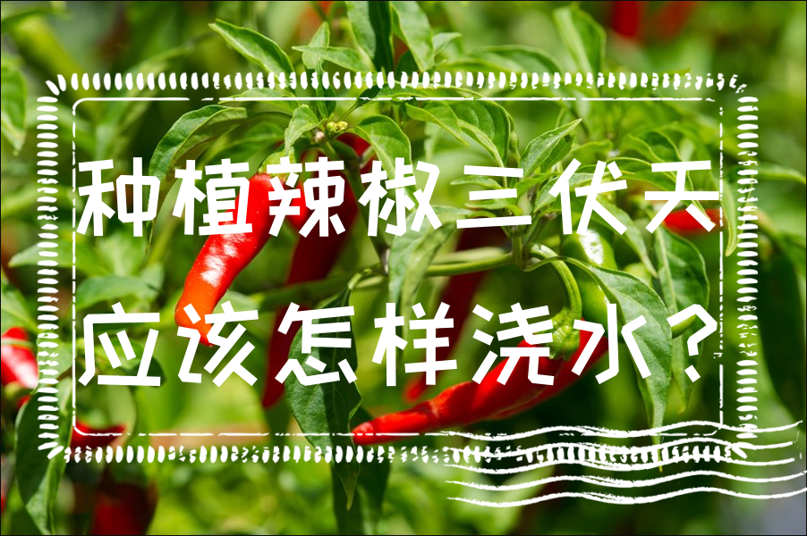 種植辣椒三伏天應該怎樣澆水?三伏天辣椒澆水的方法