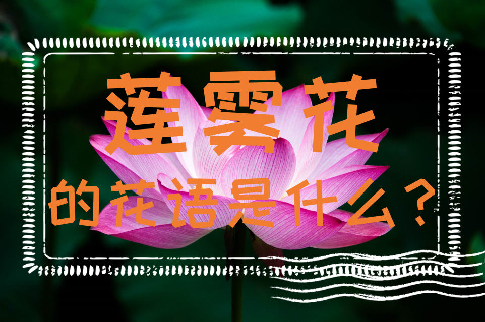 蓮霧花的花語是什麼?蓮霧花的特性