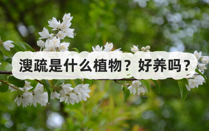 溲疏是什麼植物?好養嗎?