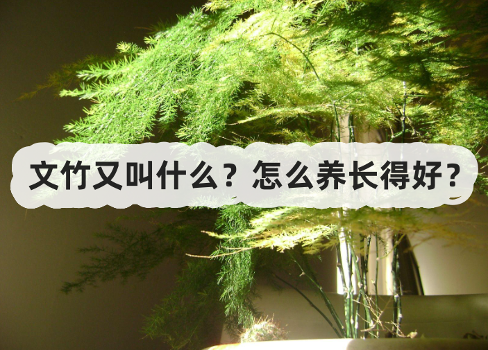 文竹又叫什麼?怎麼養長得好?