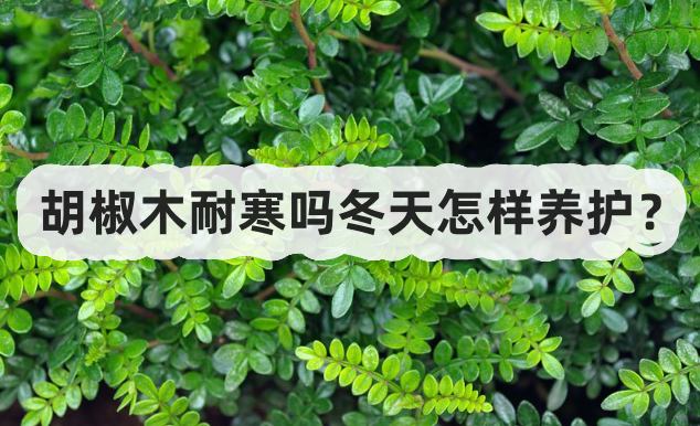 胡椒木耐寒嗎冬天怎樣養護?