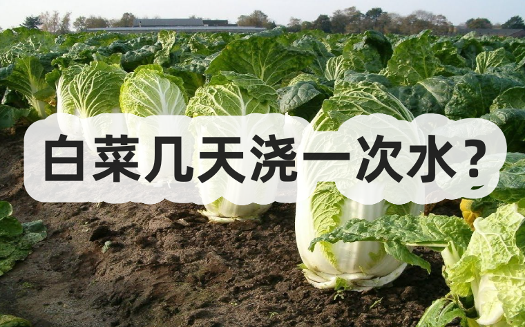 白菜幾天澆一次水?