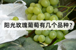 <strong>陽光玫瑰葡萄有幾個品種？</strong>