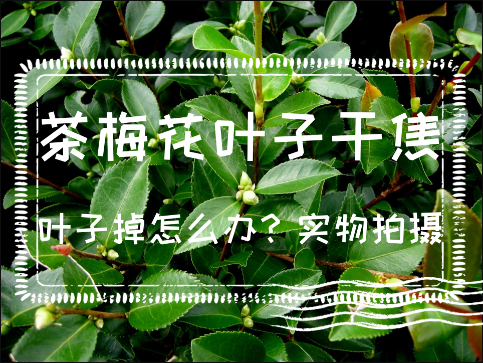茶梅花葉子幹焦葉子掉怎麼辦?