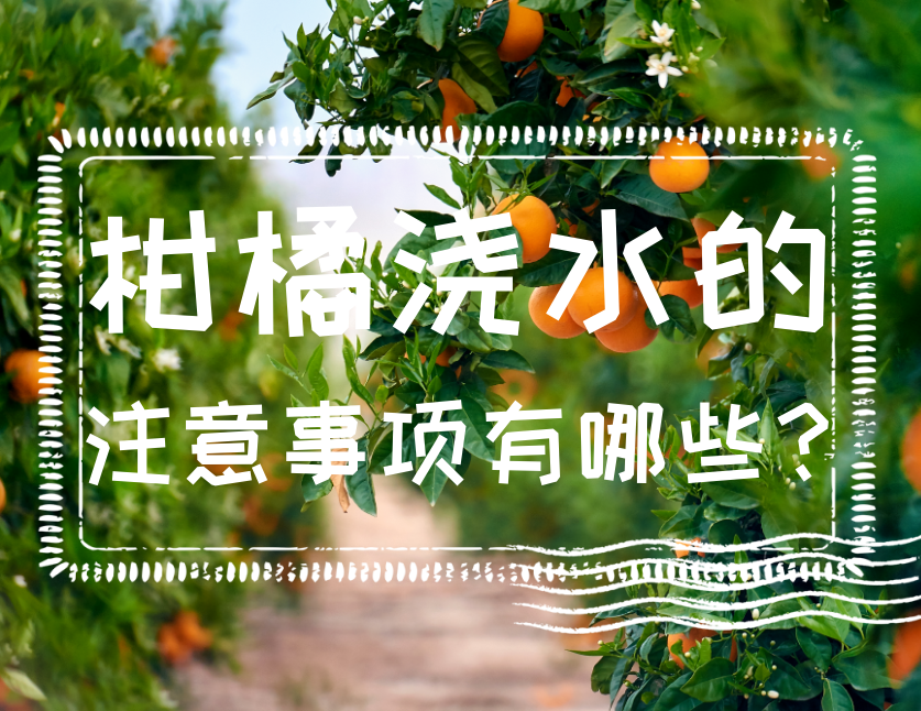 柑橘澆水的注意事項有哪些?