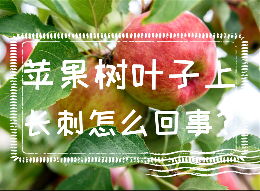 蘋果樹葉子上長刺怎麼回事?