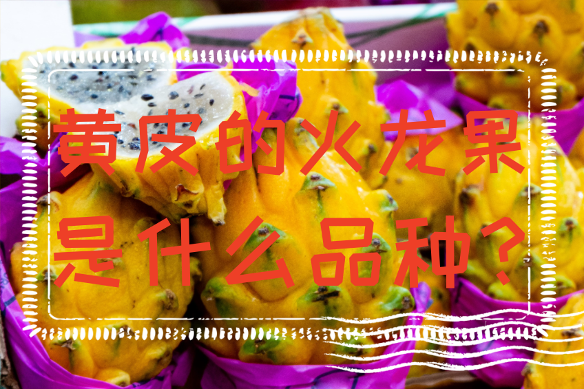 黃皮的火龍果是什麼品種?火龍果品種介紹