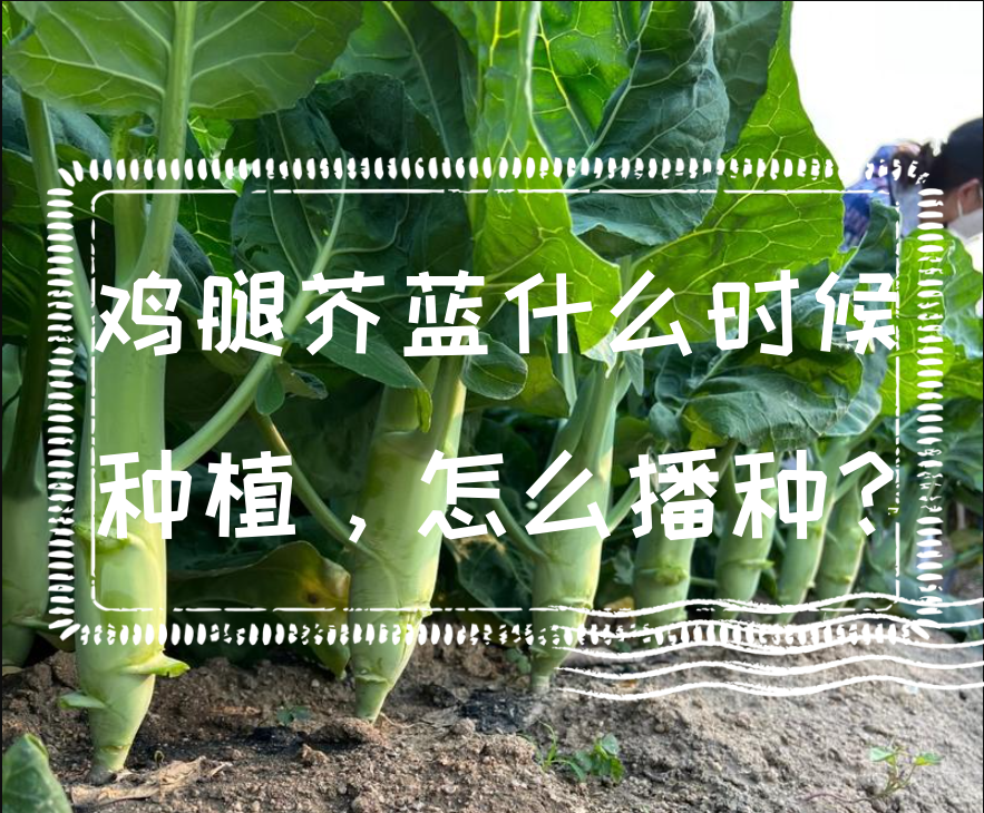 雞腿芥藍什麼時候種植,怎麼播種?