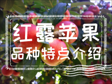 <strong>紅露蘋果好吃嗎？紅露蘋果品種特點介紹</strong>