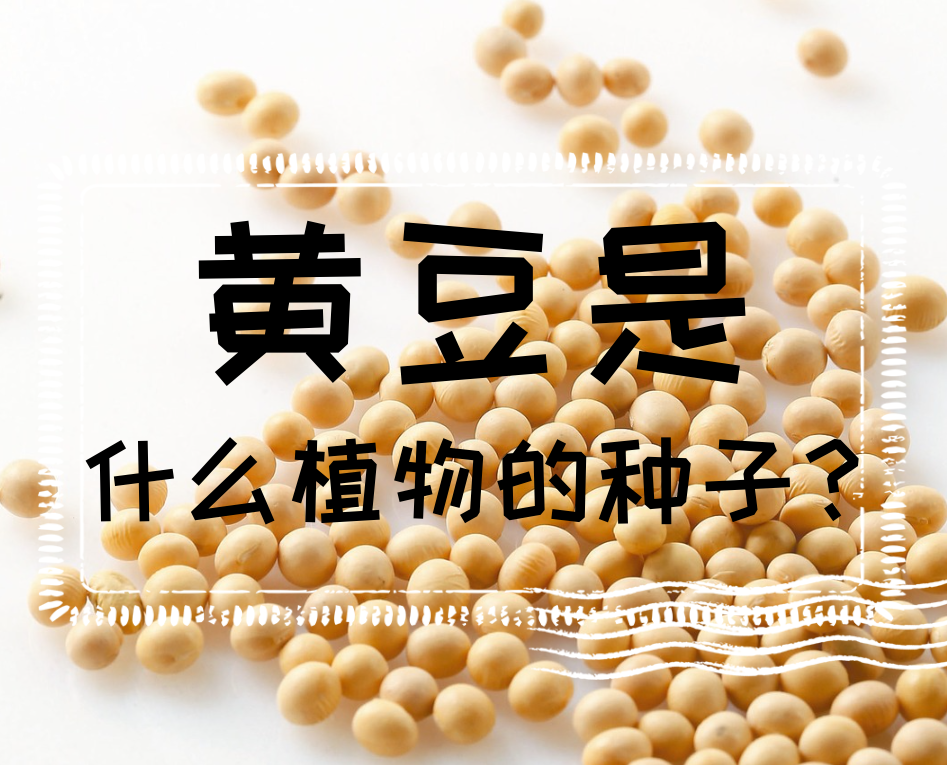 黃豆是什麼植物的種子?黃豆生長過程介紹