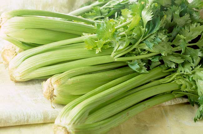 芹菜黃萎病的症狀是什麼?有哪些防治方法