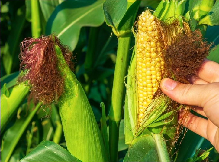 玉米噴施葉麵肥最佳時期是什麼時候?玉米施肥技巧