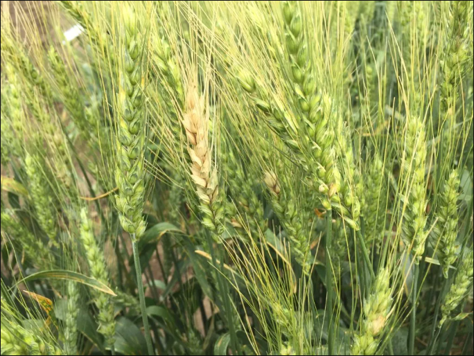 太麥198產量高嗎?太麥198小麥品種介紹