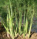 <strong>蘆筍的三大種植模式</strong>