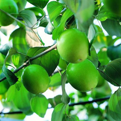 1月份可以種植什麼果樹