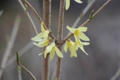 <strong>種植連翹什麼時候移栽最合適？</strong>