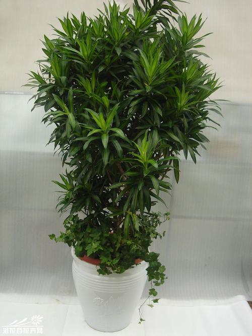 水培百合竹怎麼養護不黃葉?