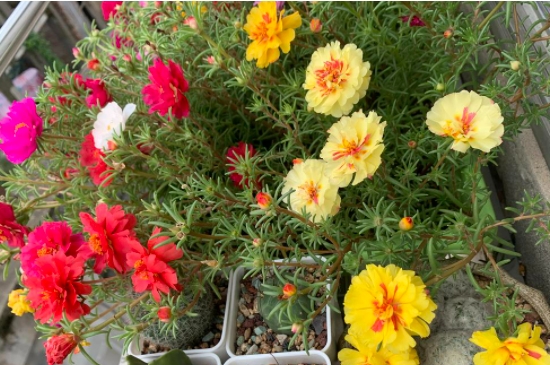宿根太陽花被凍死後還會發芽嗎?如何養護?