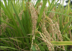 <strong>燦稻種植海拔上限是多少？燦稻種植知識科普</strong>