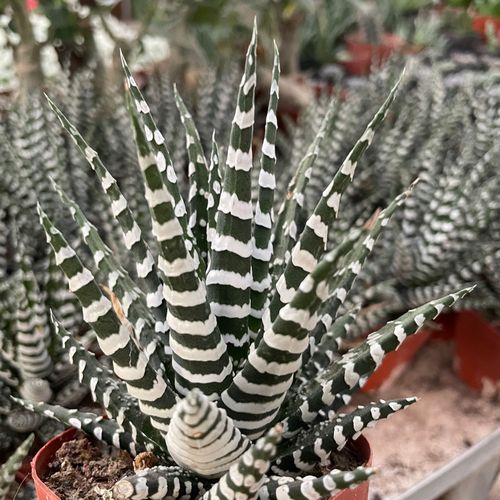 斑馬綠植在室內如何養?