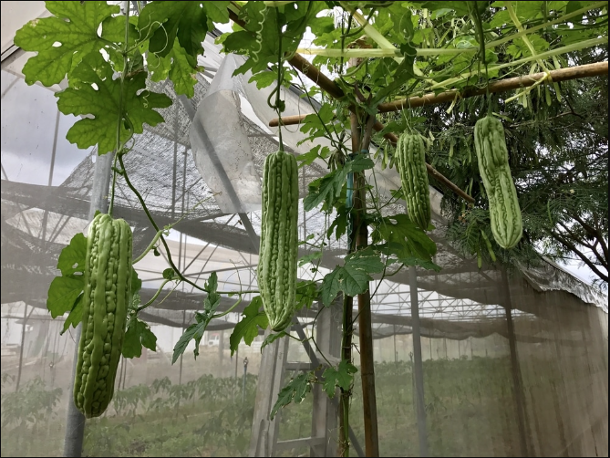 苦瓜禁用什麼肥料?苦瓜施肥時間