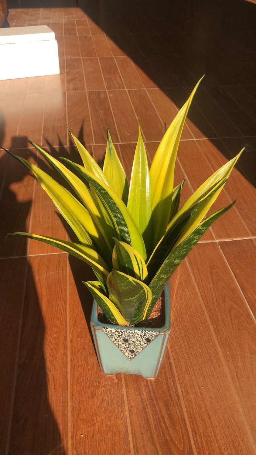 黃金虎皮蘭怎麼養殖才能黃?